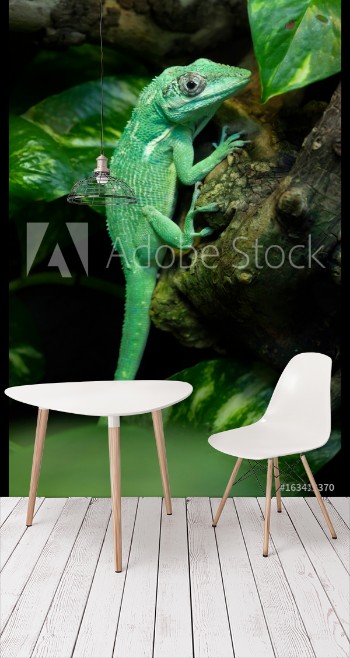 Picture of Knight anole Anolis equestris